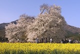 一心行の大桜