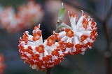 アカバナミツマタの花