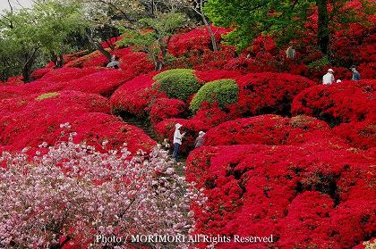 萩の茶屋 久留米ツツジ イマショウジョウ