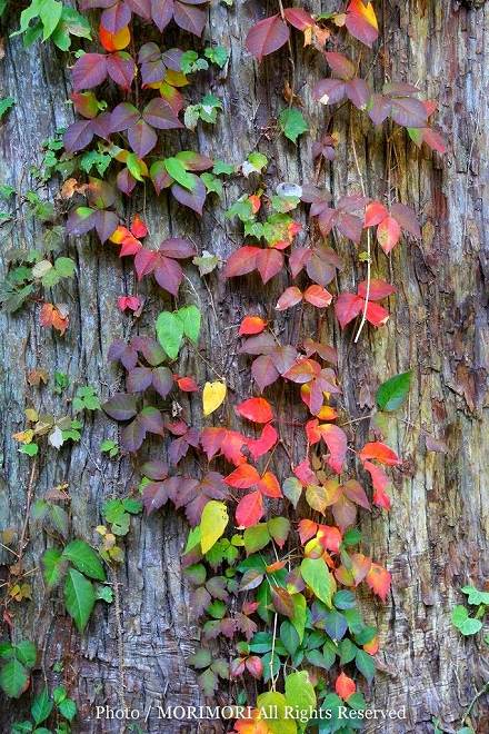 紅葉 えびの市 白鳥神社にて