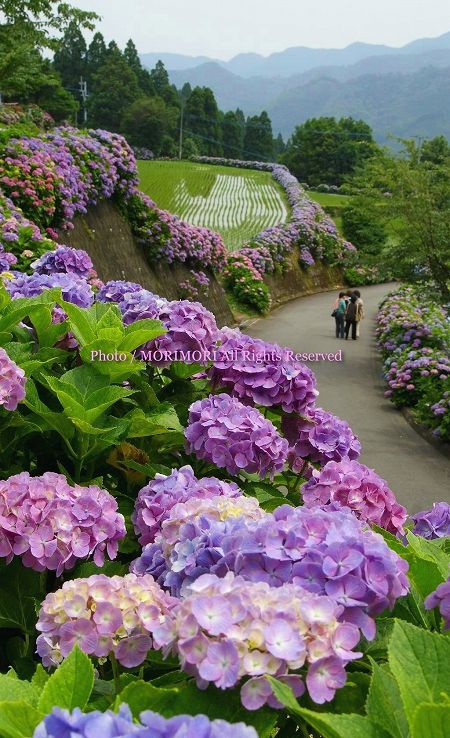 宮崎県美郷町 椎野あじさいロード