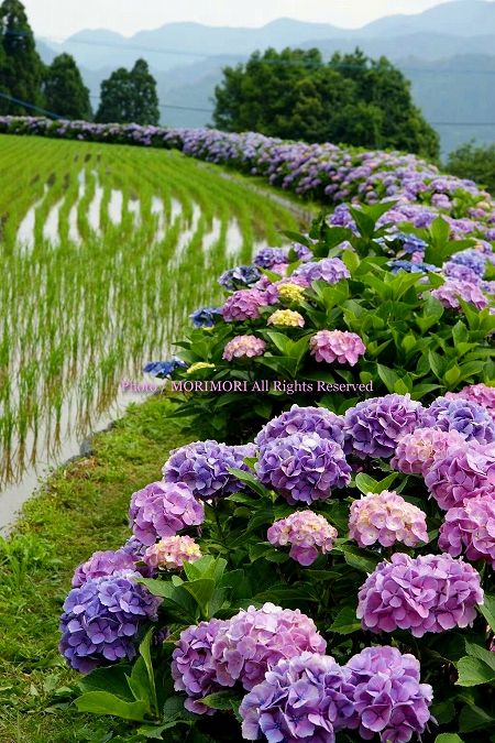 宮崎県美郷町 椎野あじさいロード