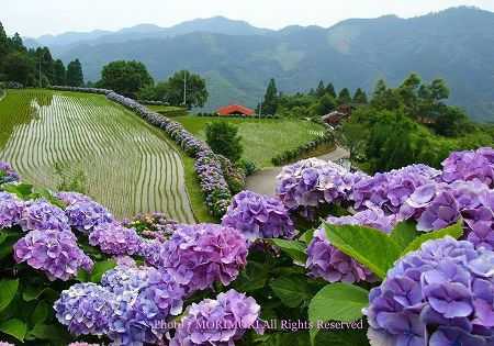 宮崎県美郷町 椎野あじさいロード