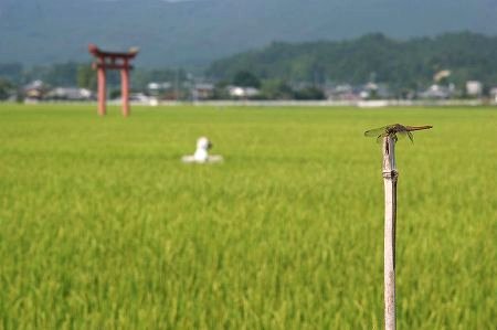 えびの市の田んぼ 水流地区