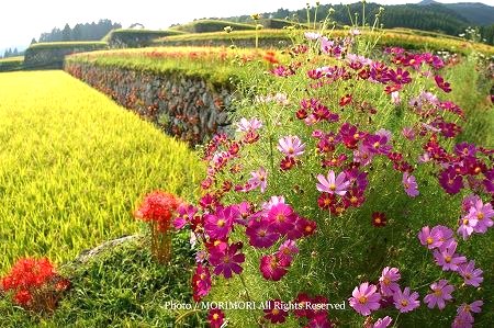 日南市坂元棚田(日本の棚田百選) 09秋 05