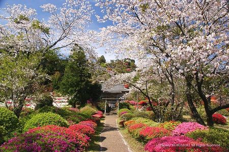 桜とツツジ