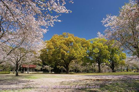 桜 西都原古墳 ご陵墓前広場