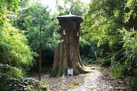 鵜戸山一本杉 01