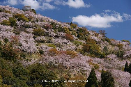 日南市花立公園の桜 02