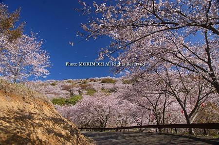 日南市花立公園の桜 03