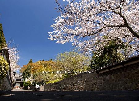 日南市飫肥城大手門前の桜 01