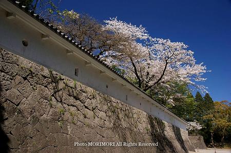 日南市飫肥城址の桜 02