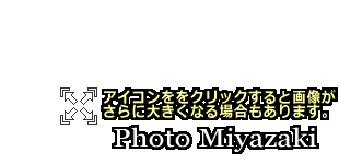 大坪の一本桜 ヤマザクラの写真