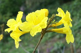 イペイの花 駐車場南側の木