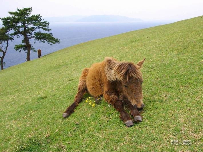 都井岬 野生馬のこども