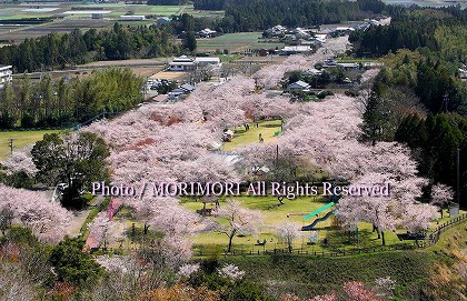 桜　母智丘公園　日本の桜の名所百選