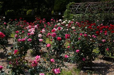 ܺ긩籿ưࡡХΥХ顡01