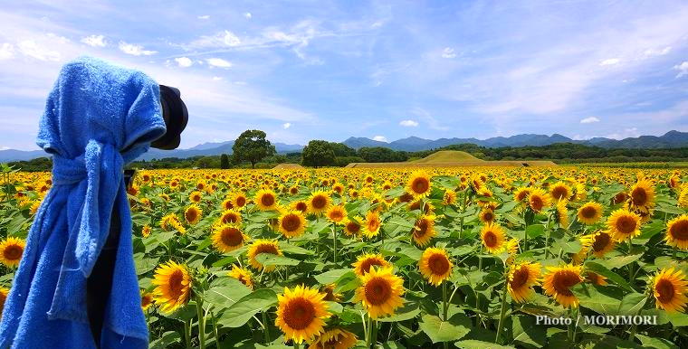 西都原古墳群 ヒマワリ 西都原古墳群 ヒマワリ