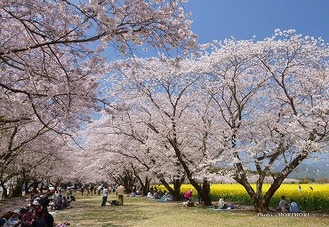 西都原 桜 西都原 桜