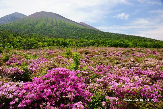 霧島 鹿の原(鹿ヶ原) ミヤマキリシマ群落 01 霧島 鹿の原(鹿ヶ原) ミヤマキリシマ群落 01