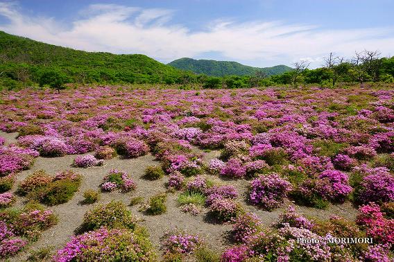 霧島 鹿の原(鹿ヶ原) ミヤマキリシマ群落 03 霧島 鹿の原(鹿ヶ原) ミヤマキリシマ群落 03