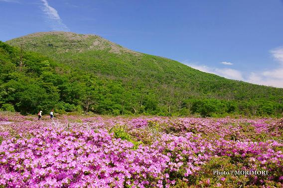 霧島 鹿の原(鹿ヶ原) ミヤマキリシマ群落 04 霧島 鹿の原(鹿ヶ原) ミヤマキリシマ群落 04