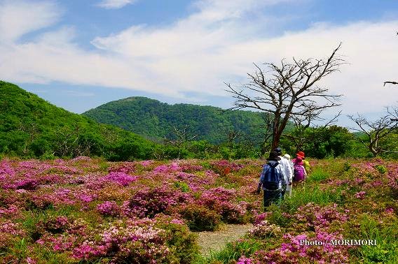 霧島 鹿の原(鹿が原) ミヤマキリシマ 00 霧島 鹿の原(鹿が原) ミヤマキリシマ 00