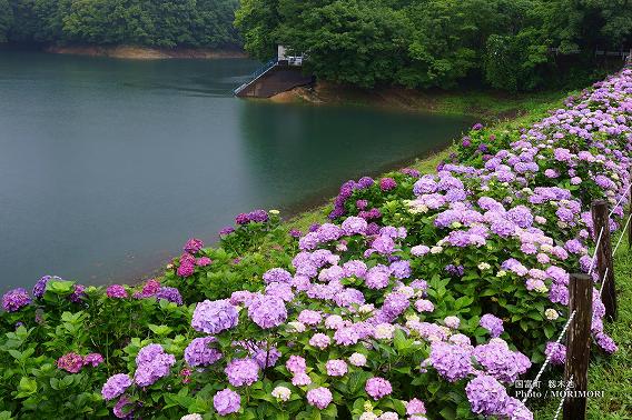 宮崎県国富町籾木池の紫陽花(あじさい) 03 宮崎県国富町籾木池の紫陽花(あじさい) 03