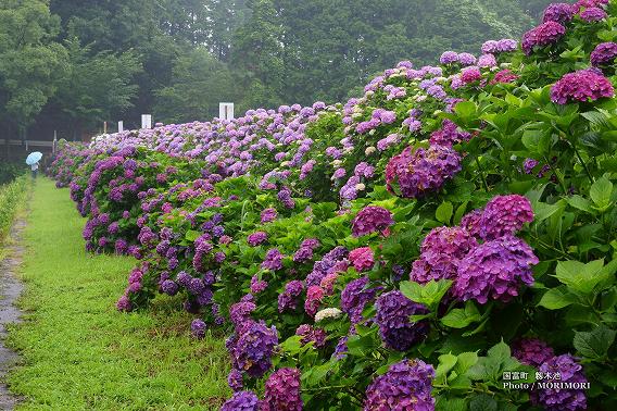 宮崎県国富町籾木池の紫陽花(あじさい) 05 宮崎県国富町籾木池の紫陽花(あじさい) 05