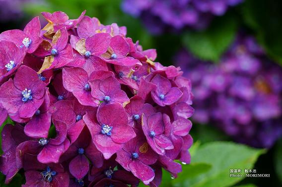 宮崎県国富町籾木池の紫陽花(あじさい) 09 宮崎県国富町籾木池の紫陽花(あじさい) 09