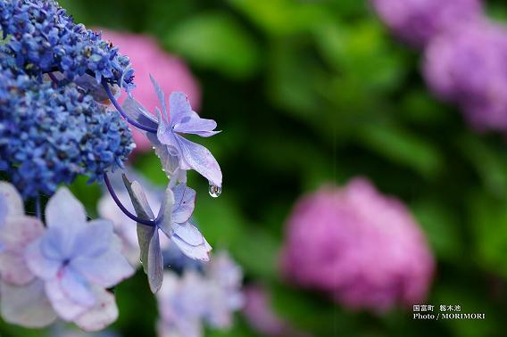 宮崎県国富町籾木池の紫陽花(あじさい) 11 宮崎県国富町籾木池の紫陽花(あじさい) 11