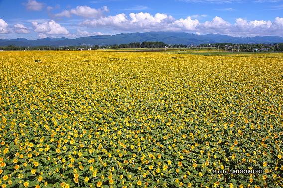 「日本のひなた宮崎県」フォトコン応募 どこまでもひまわり 「日本のひなた宮崎県」フォトコン応募 どこまでもひまわり