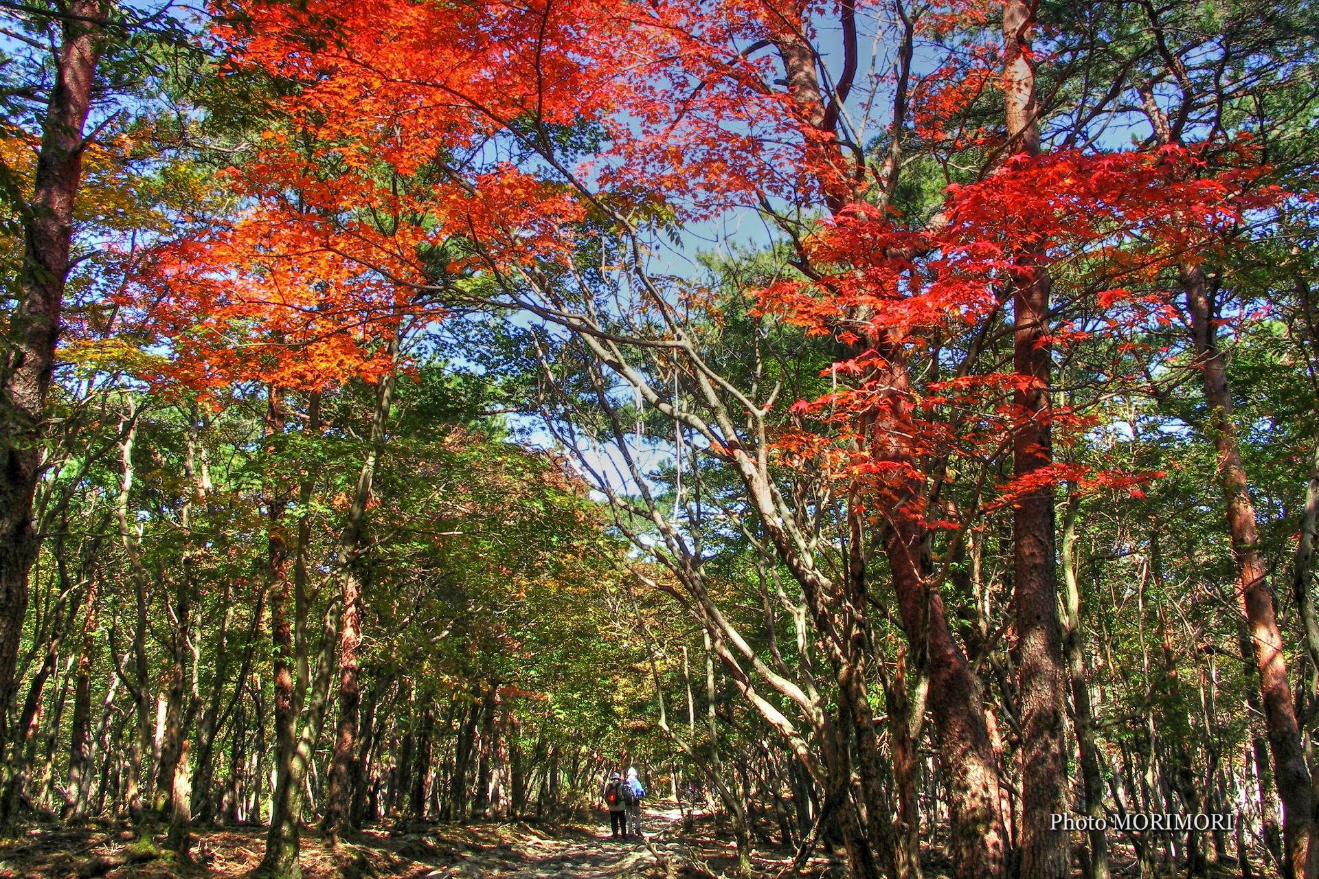 えびの高原　六観音御池(六観音池)（御池）の紅葉