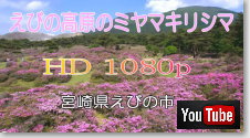 Photo Miyazaki えびの高原のミヤマキリシマ動画