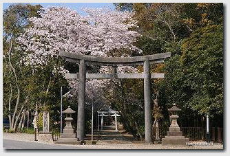 桜咲く江田神社の写真　01