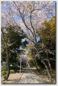 桜咲く江田神社の写真　02