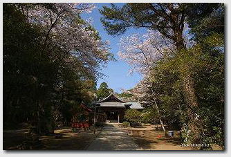 桜咲く江田神社の写真　04