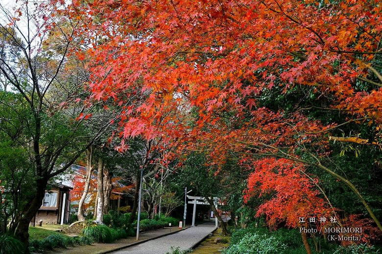 江田神社 参道の紅葉