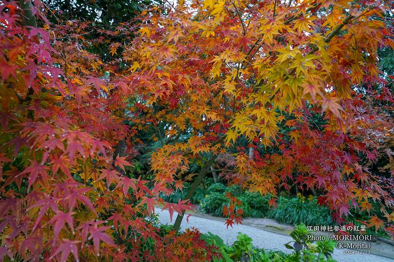 江田神社 参道の紅葉
