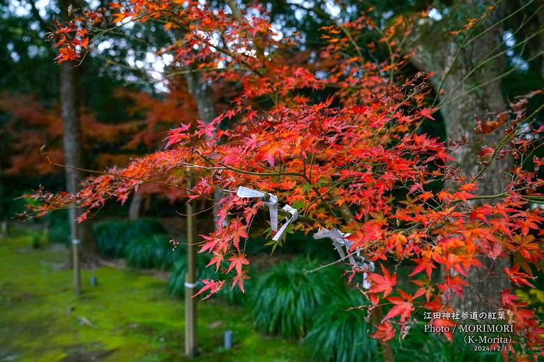 江田神社 参道の紅葉