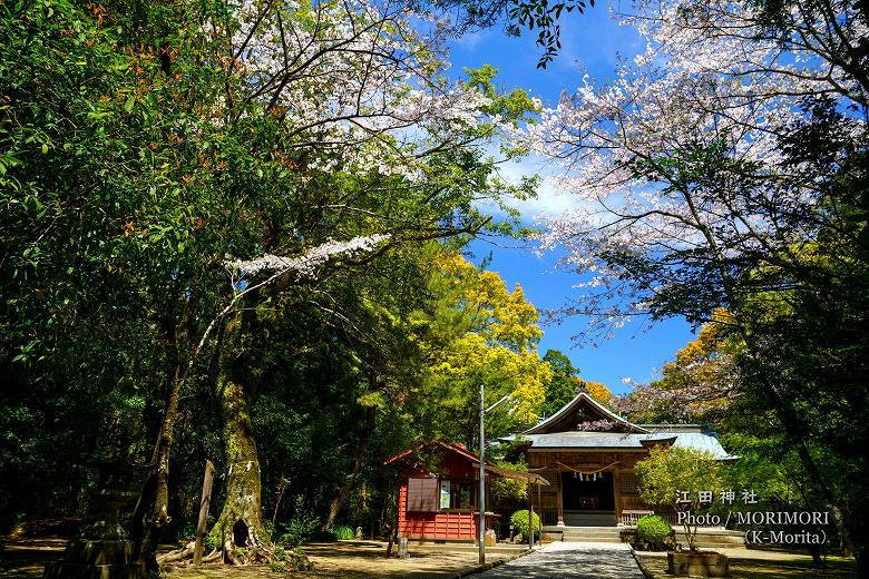 桜咲く参道