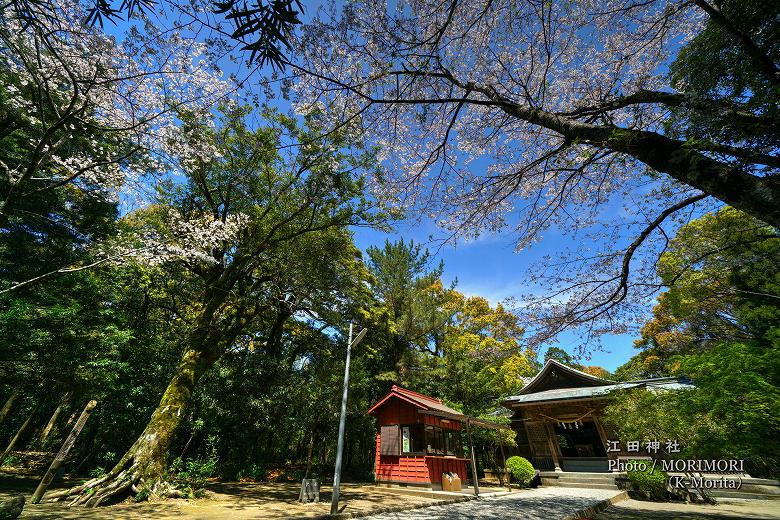 桜咲く参道