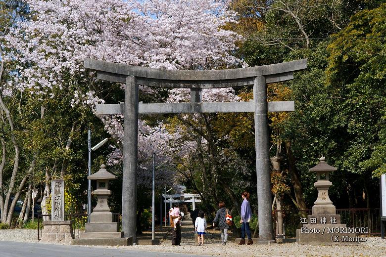 鳥居と桜