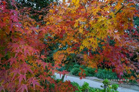 江田神社 参道の紅葉
