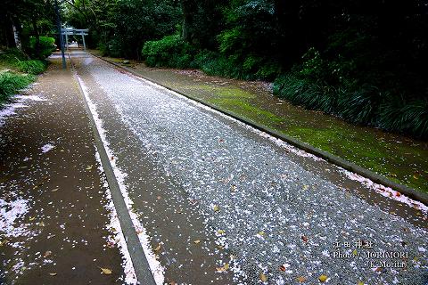 参道の「桜」