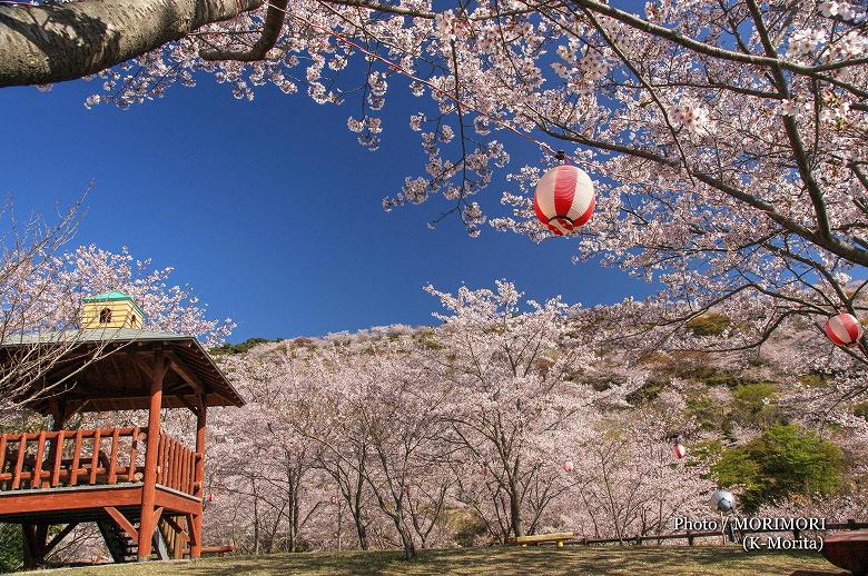 日南市 花立公園の桜