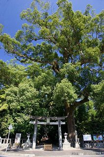 比木神社と楠の木の写真