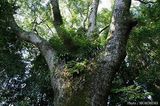 楠の木の写真