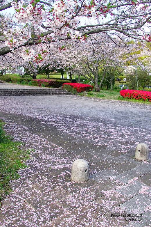 宮崎市 久峰総合公園の桜