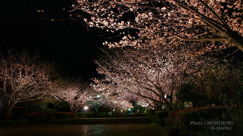 久峰総合公園の夜桜